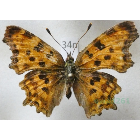 Polygonia c-album (Linnaeus, 1758)  Rusałka ceik Poland34n